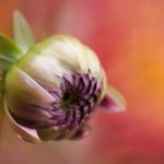 火影忍者 本子 喵绅士:探索忍者世界中的萌趣与创意之旅 3m2kggiy55