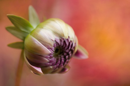 火影忍者 本子 喵绅士：探索忍者世界中的萌趣与创意之旅