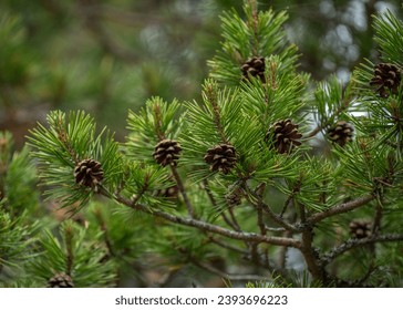 泥巴影院午夜剧场最新电影推荐与精彩点评