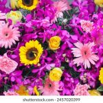 火影忍者在线观看免费观看:畅享经典忍者冒险之旅 e5nx3nkt42