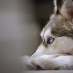 油管视频下载网页:轻松获取高清油管视频的最佳方法与工具 v58j0z6