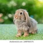 火狼动漫网官网:探索最新动漫资讯与精彩作品 wkvpe