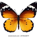 畅游漫画世界:最全看漫画官网推荐与使用指南 2ii0kf2is