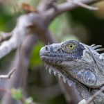 畅游歪歪漫画网页,尽享精彩漫画世界 7vvco39o