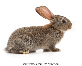 畅游动漫岛在线，尽享精彩动漫世界