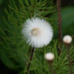 畅游樱花动漫网入口,尽享精彩动漫世界 hjye7