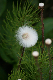 畅游樱花动漫网入口，尽享精彩动漫世界