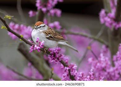 畅游青苹果乐园在线，体验无限乐趣与精彩